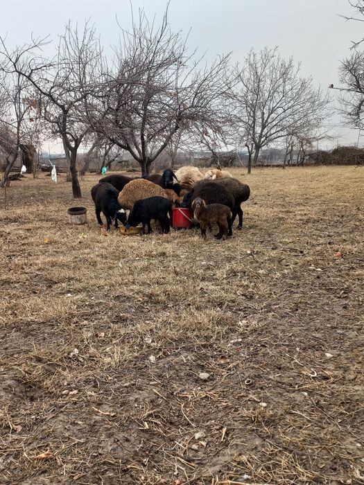 Ona Bola qoyla sotiladi