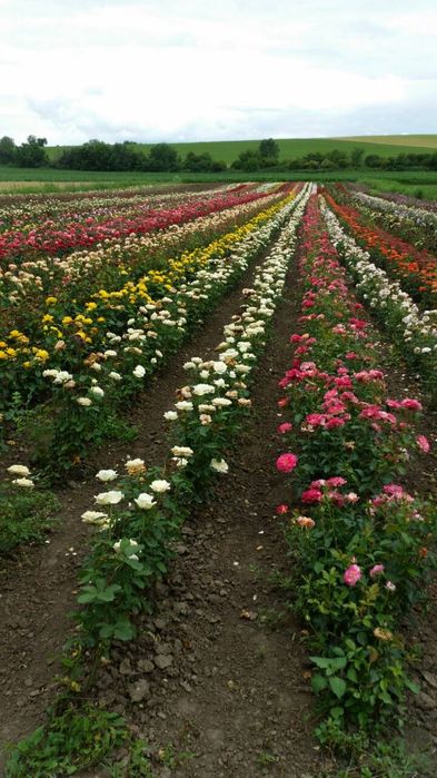 Рози в контейнер