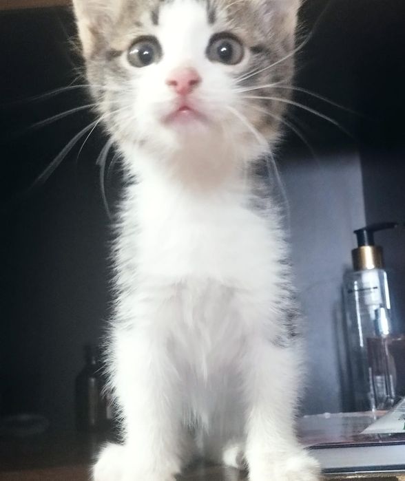 Котёнок ДЕВОЧКА бесплатно