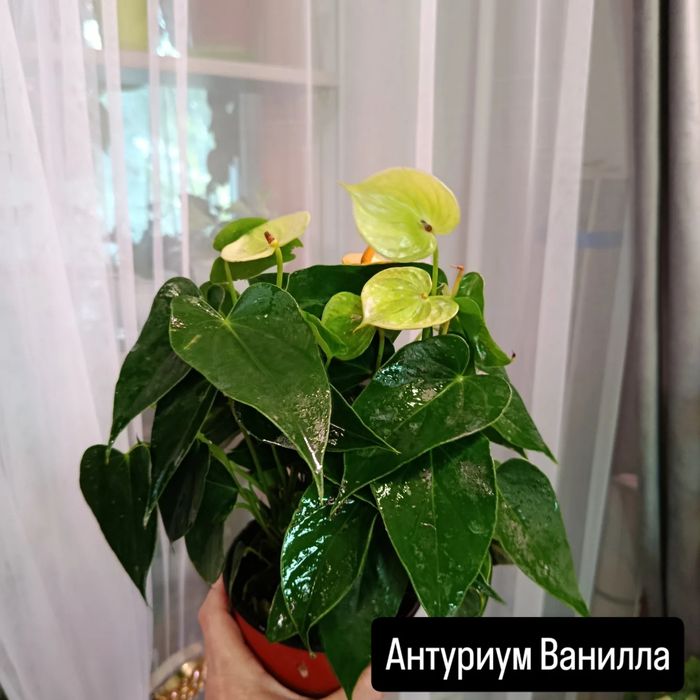 Продам комнатные цветы