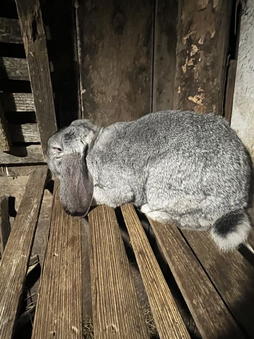 Iepure berbec german