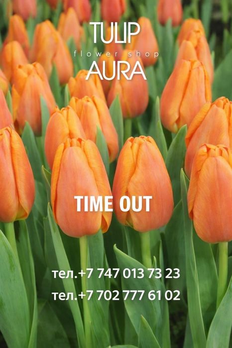 Тюльпаны высшего сорта оформление бесплатно