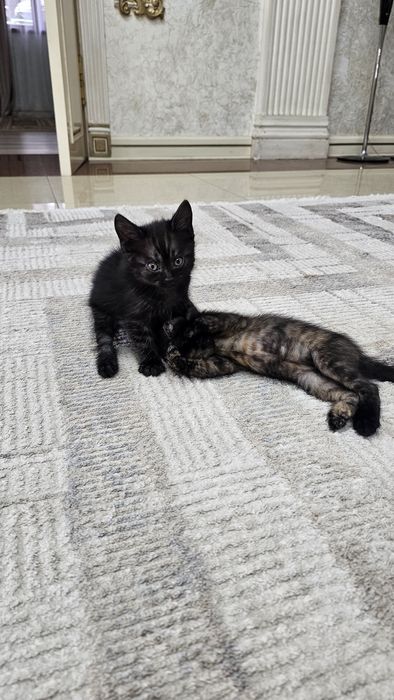 Котята бесплатно