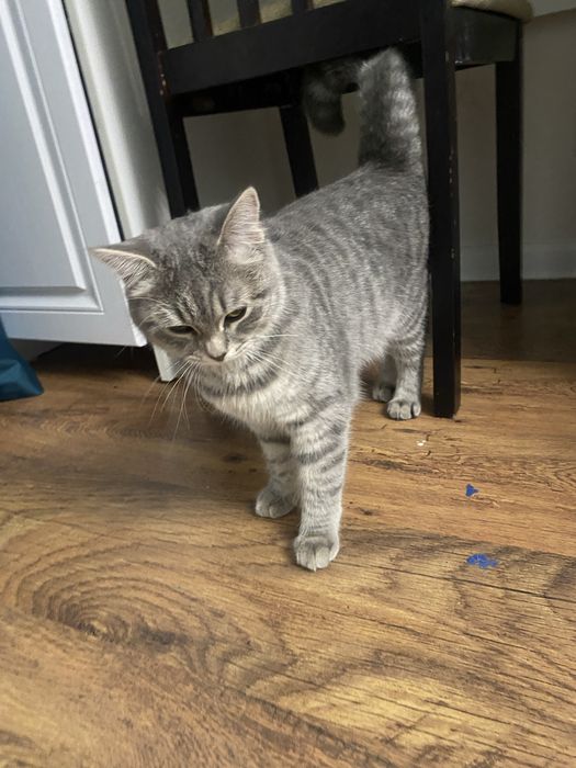 шотландская смешанная