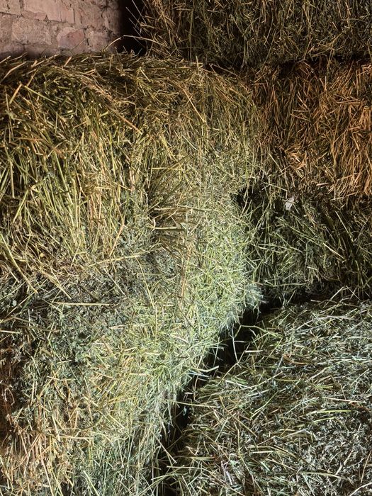 Шөп / жоңышқа    .