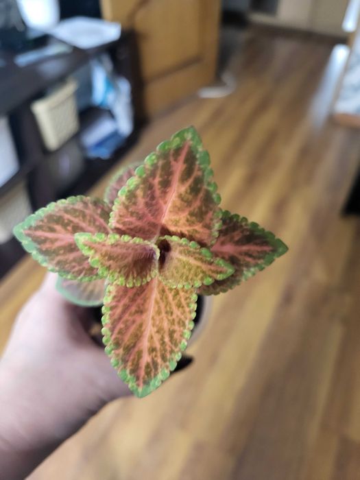 Комнатные цветы колеусы