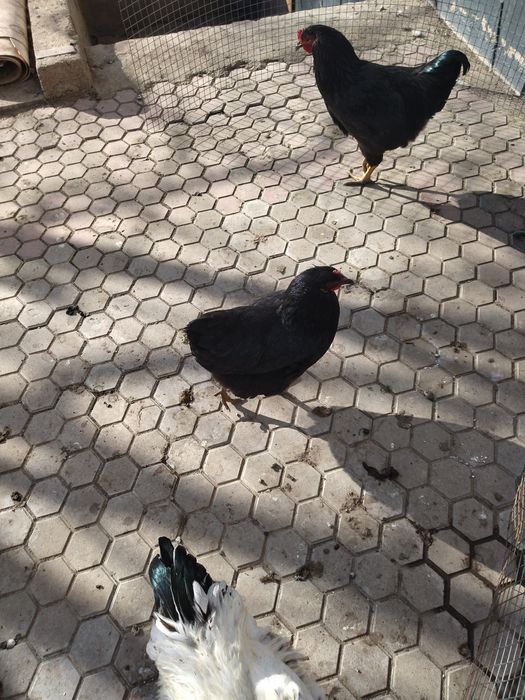 Продам чеёрных курей.