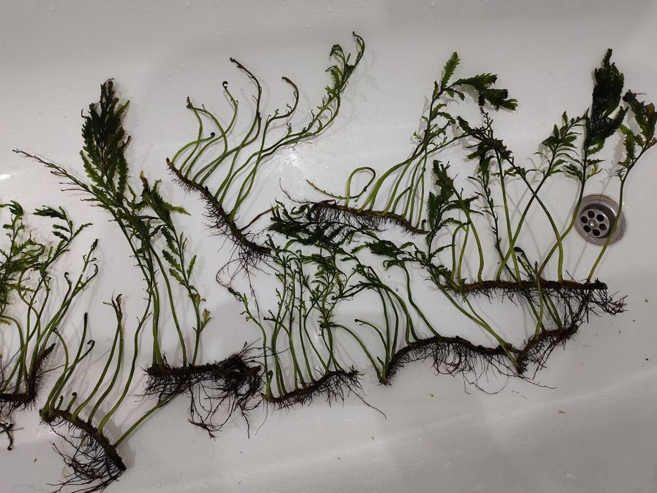 Кусты болбитис Геделоти