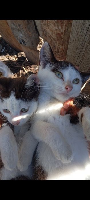 Котёнок котята две сестрички