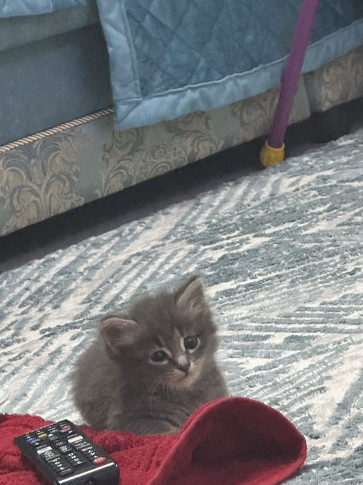 отдам домашнего кота