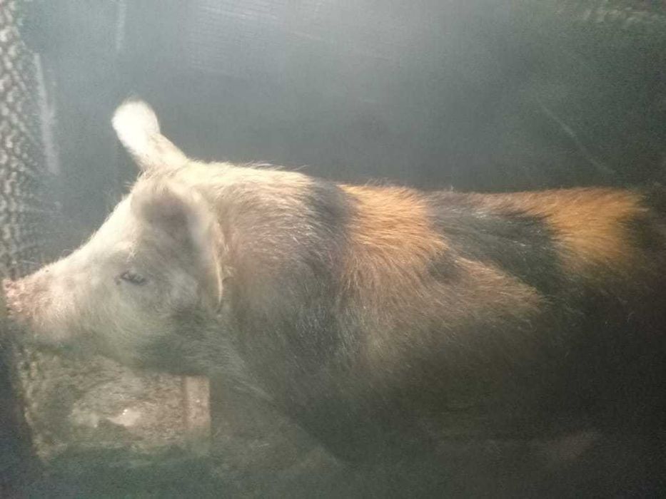 Продам или обменяю кабана.