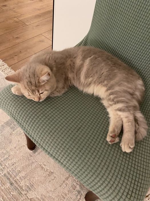 Отдадим кошку в добрые руки