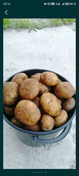 Продам домашний картофель
