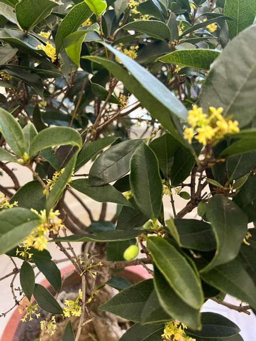 Душистый Османтус