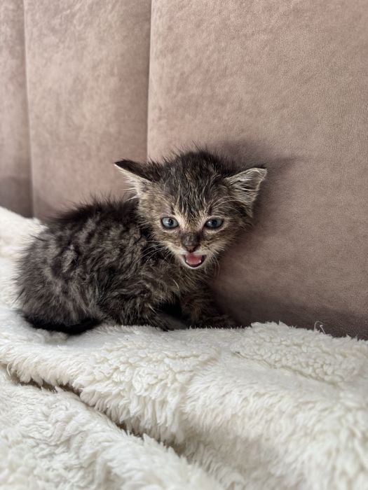 Отдам котенка мальчика