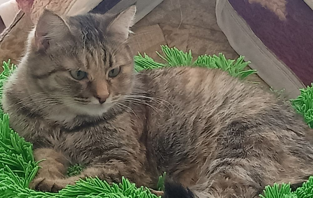 Алиса милашка ищет дом