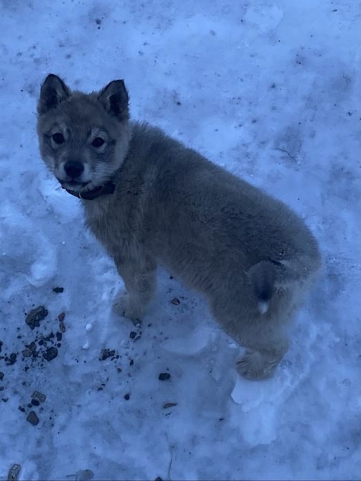 Продам щенок лайка