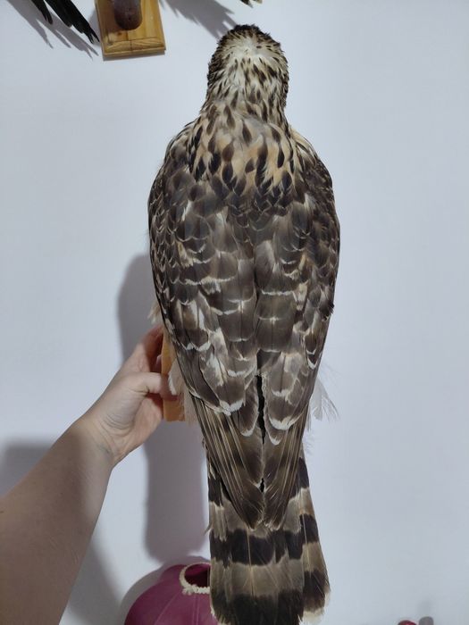 Uliu impaiat taxidermie U3