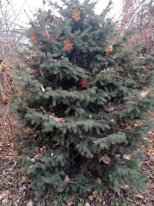Продам Ёлку хорошую