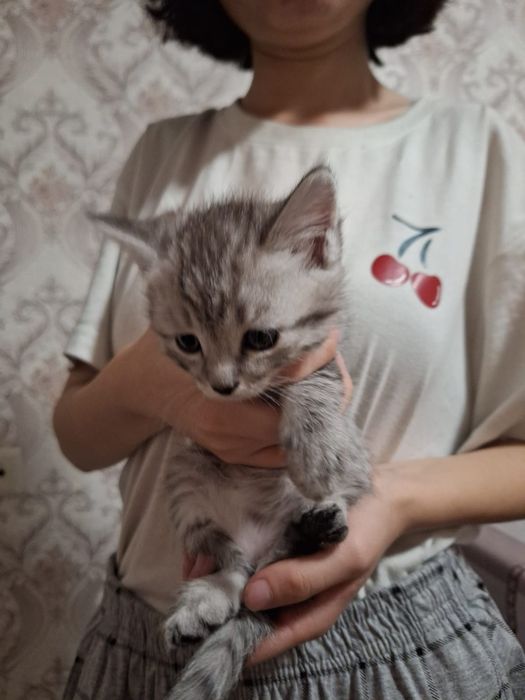 Отдам котят в добрые руки