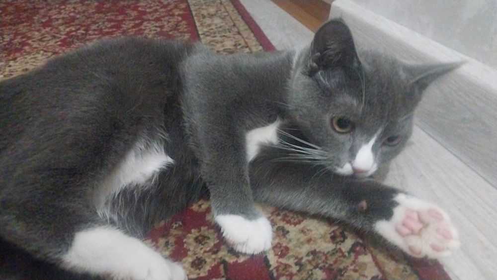 Кот мальчик пордисти