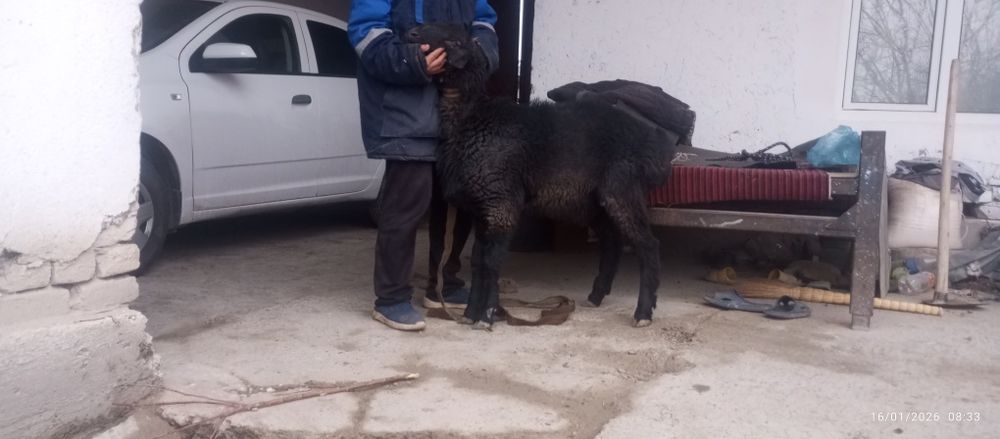 Зоттор казоки кучкор сотилади