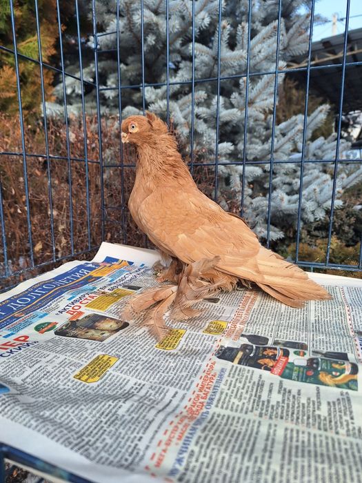 Продам жёлтую самку