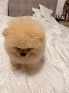 Pomeranian superb cu pedigree!