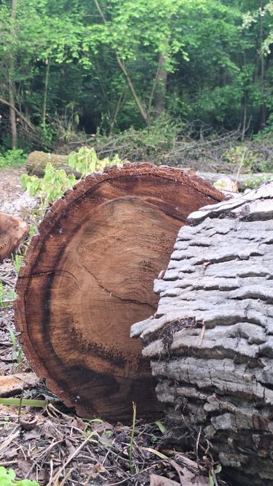 Vând bușteni de nuc, aprox. 4m³ ±