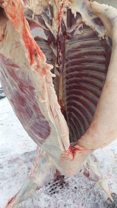 Мясо  конина продам