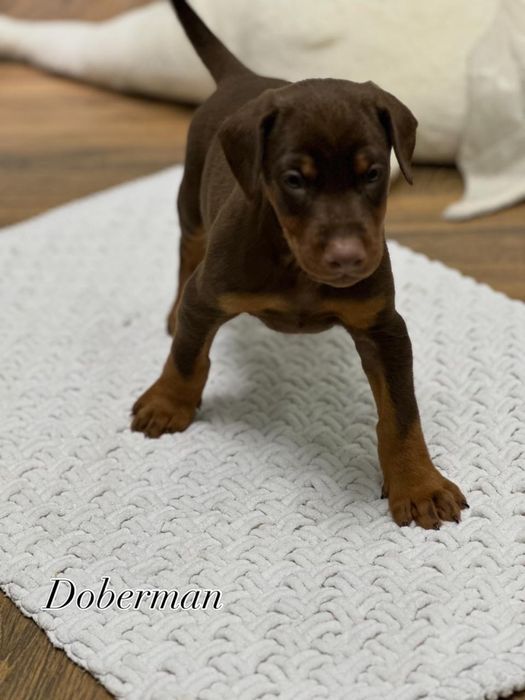 Прекрасные щенки добермана
