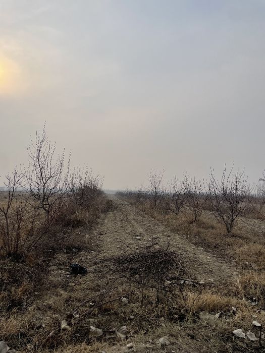 50 sotixli olma bogʻ