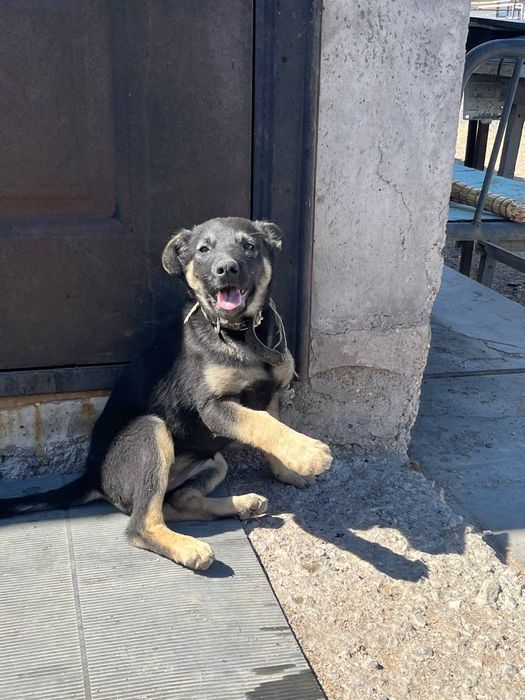 Щенок девочка подросток