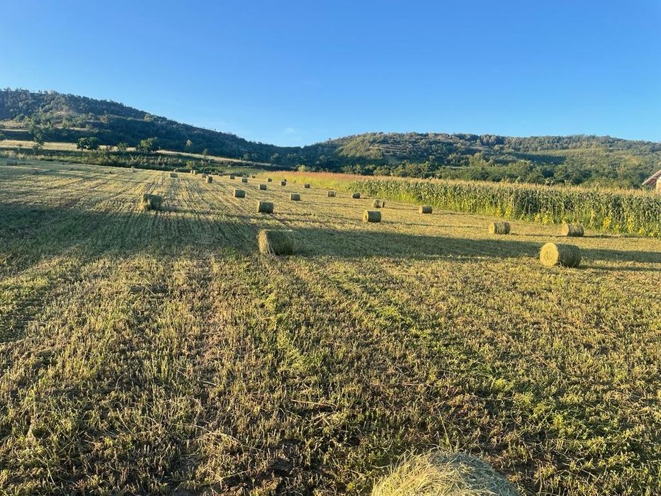 Vindem baloti rotunzi de  lucernă 2025