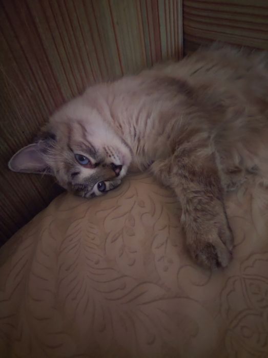 Отдам Кошку в Добрые Руки