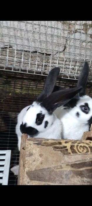 Продается молодой крол