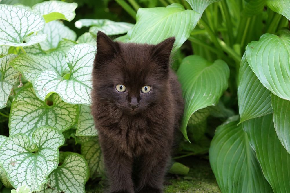 Продаются котята