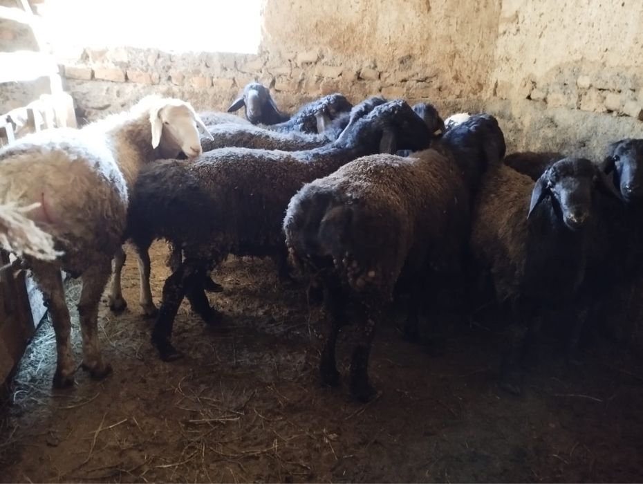 Кой, кошкар сатылады