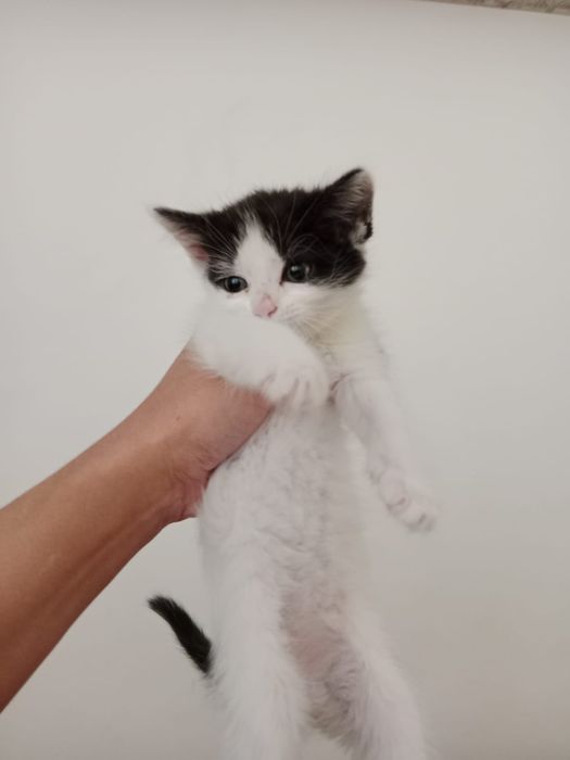 Котята умные добрые