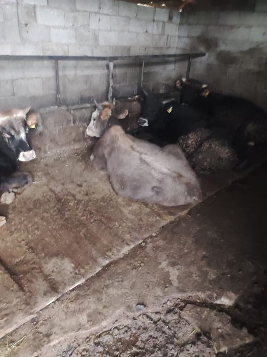 Токты Кой Сёк Кошкар