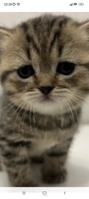 Бриташки 1,5месяц .Приучены