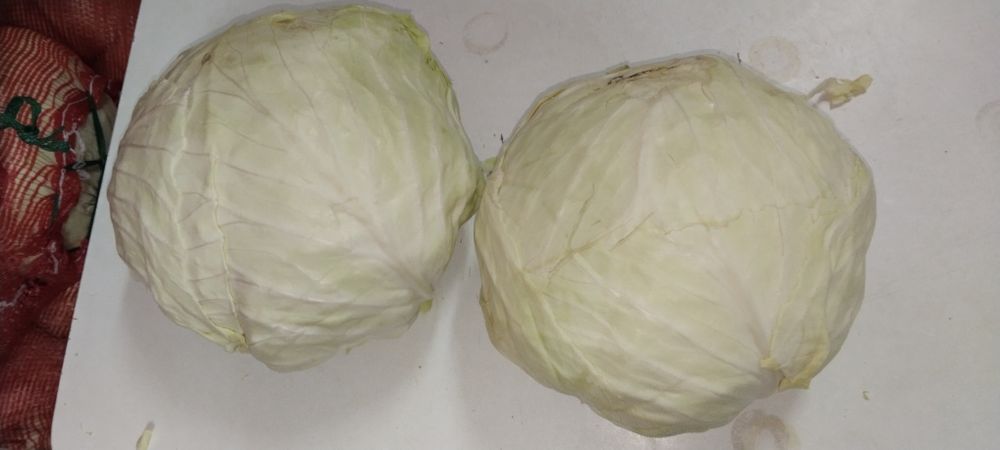 Продам капусту засолочную