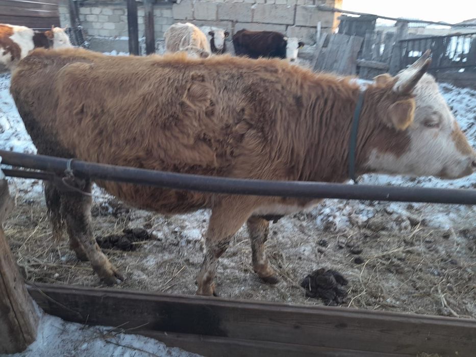 Продам корову стельную