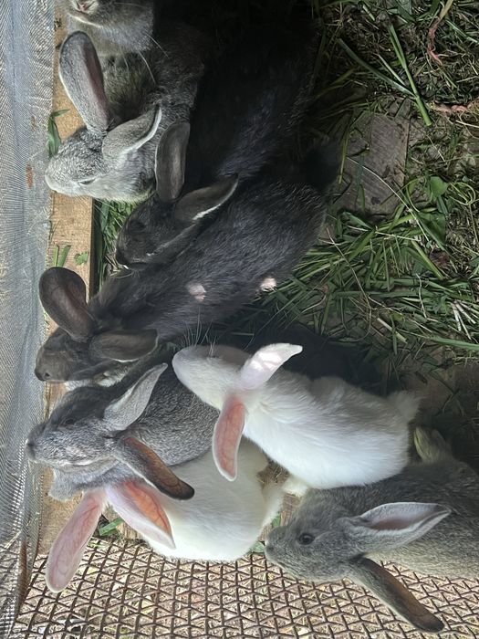 Schimb iepuri cu alte animale