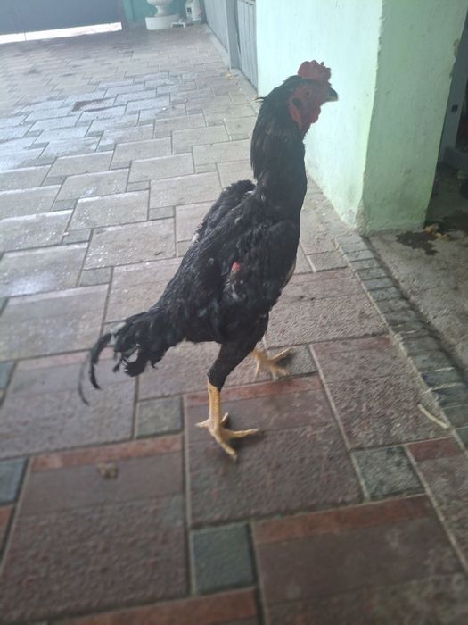 Дакан қораз сатылады