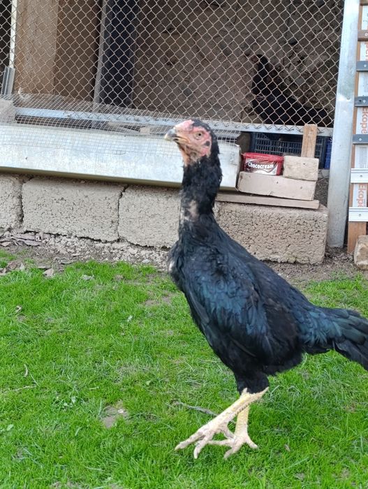 Дакан товула сотилади