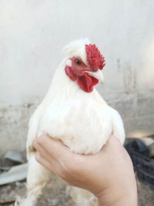Yapon xoʻroz sotiladi