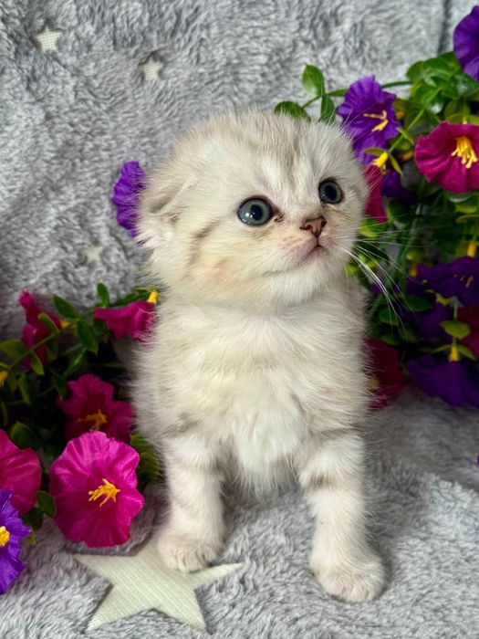 плюшевые малыши вислоушки