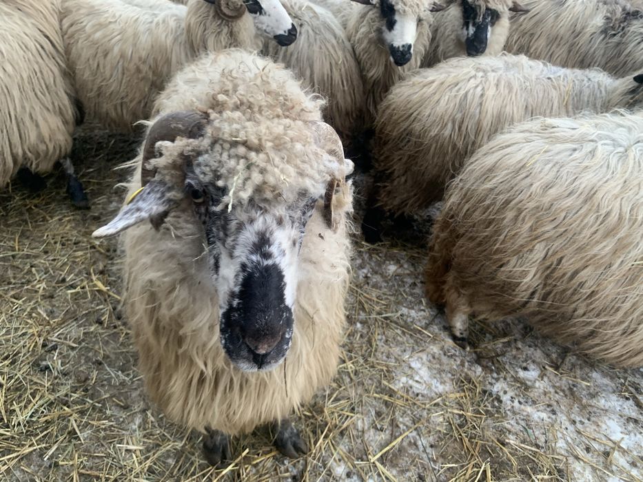 Oi țurcane de vânzare cu miei