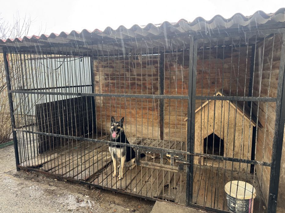 Собака  европейц